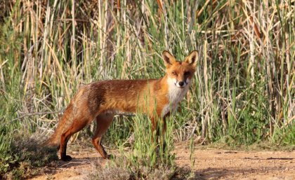 European red fox at Lake Cargelligo, NSW. Credit: Harley Kingston CC BY 2.0.
